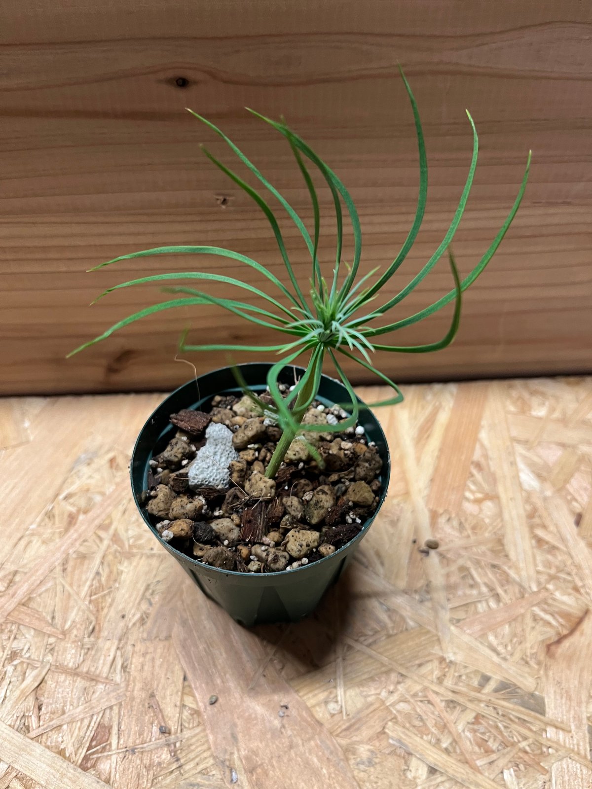 マルチネス ピニョンマツ | GREEN LUCK