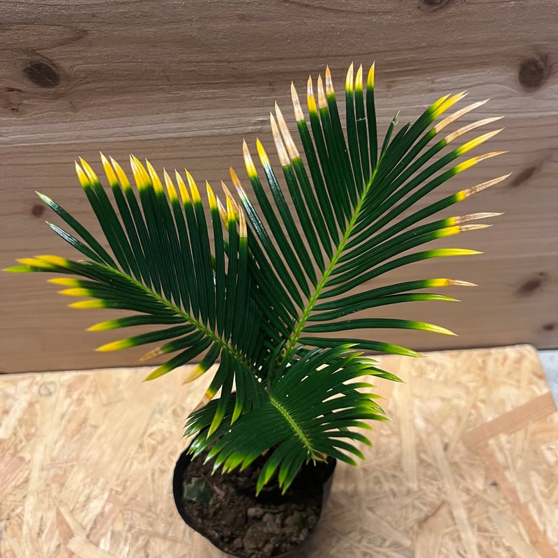 夏黄金ソテツカキコ　発根済み 成熟期が早く、多収の小麦品種「夏黄金（なつこがね）」の生育特性及び