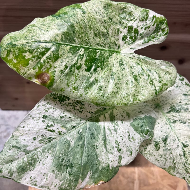 アロカシア マクロリザス カモフラージュ | GREEN LUCK