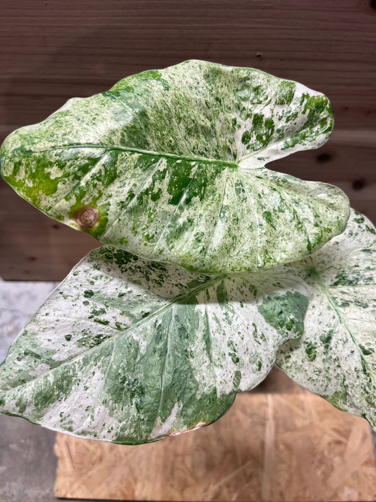 超希少❗️サイズ大❗️アロカシアマクロリザオーレア❗️新葉展開中✨️ アロカシア マクロリザス カモフラージュ | GREEN LUCK