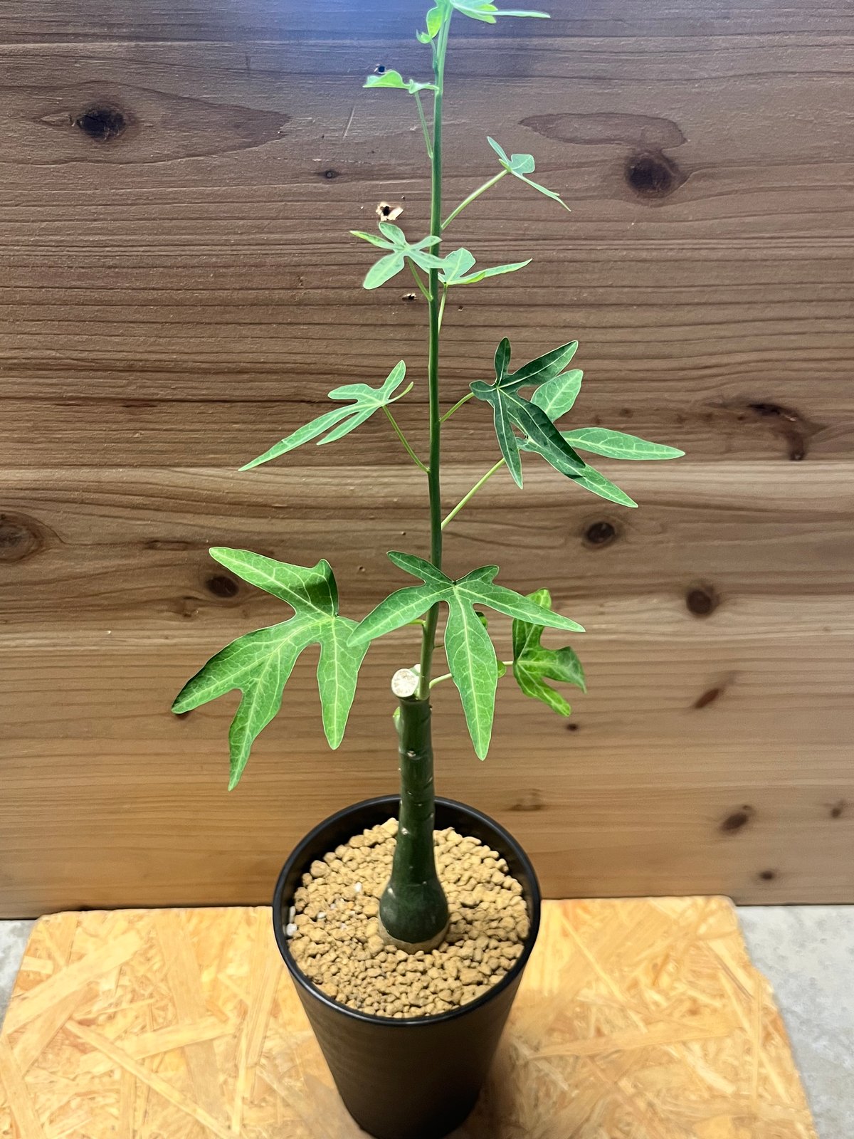 アデニア　ベネナータ アデニア・ベネナータ | trigger