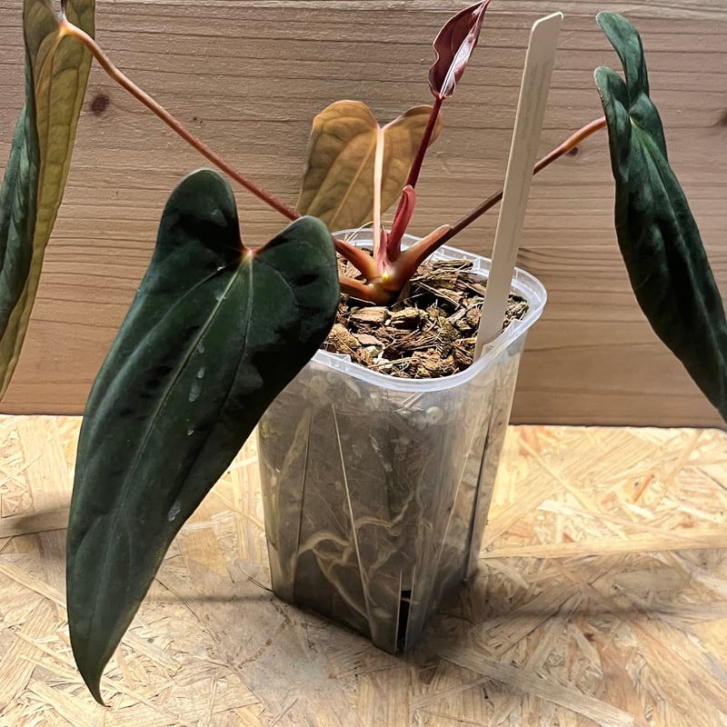 アンスリウム　パピリラミナム アンスリウム パピリラミナム Anthurium papillilaminum - メルカリ
