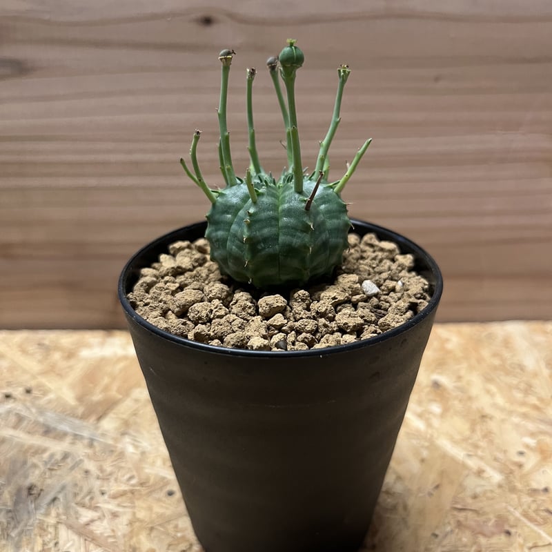 ユーフォルビア バリダ 雌 | GREEN LUCK