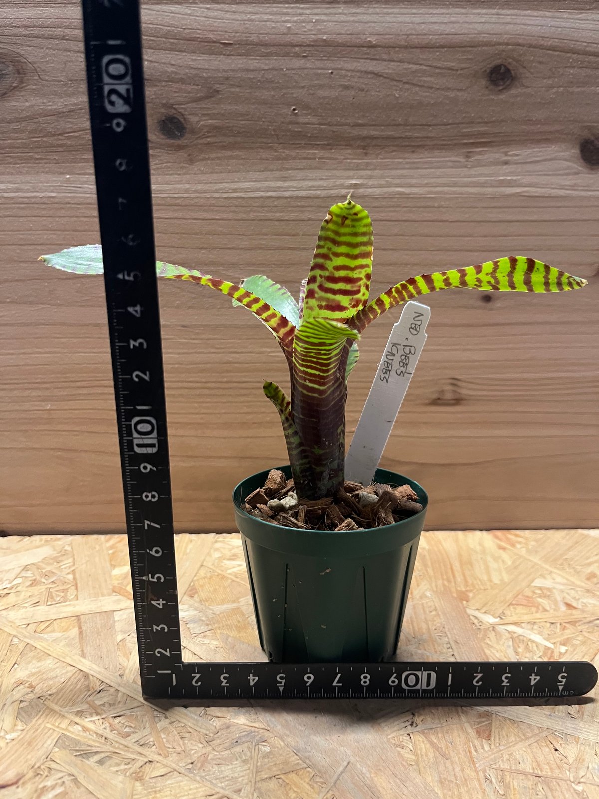 ネオレゲリア ビーズニーズ | GREEN LUCK