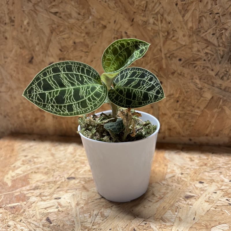 ジュエルオーキッド マコデスペトラ | GREEN LUCK 