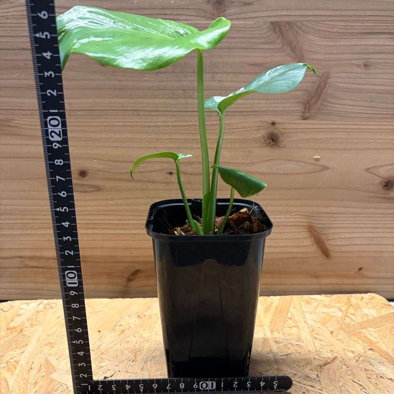 モンステラ デリシオーサ 'バルバソー' | GREEN LUCK