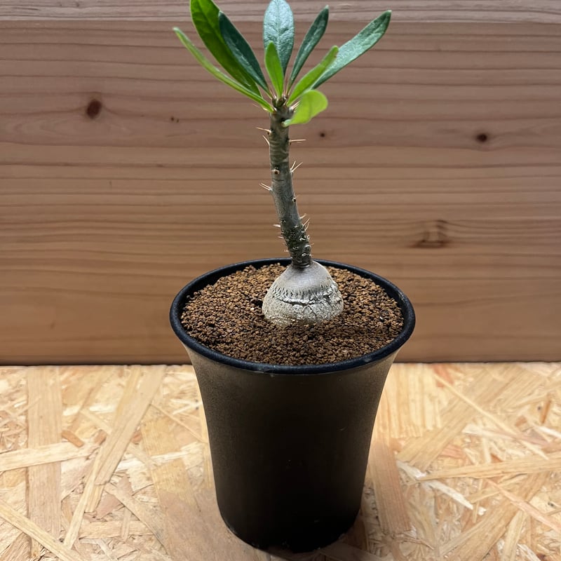 ピスピノーサム　開花株 パキポディウム ビスピノーサム 