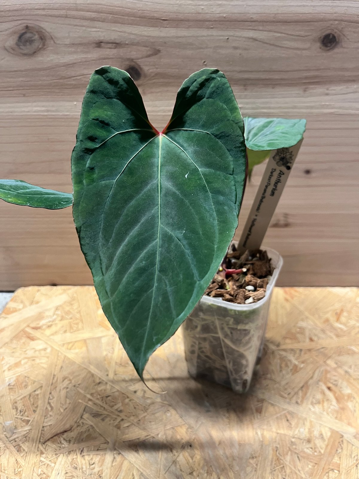 アンスリウム ダーケストパナマ×ホフマニー | GREEN LUCK