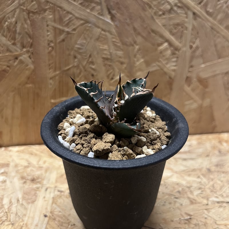 チタノタ レッドキャット サンクラウン