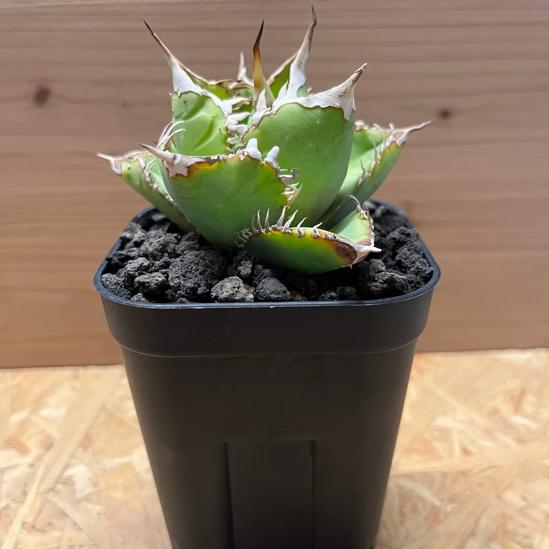 アガベ チタノタ イタリア 'NO NAME' | GREEN LUCK