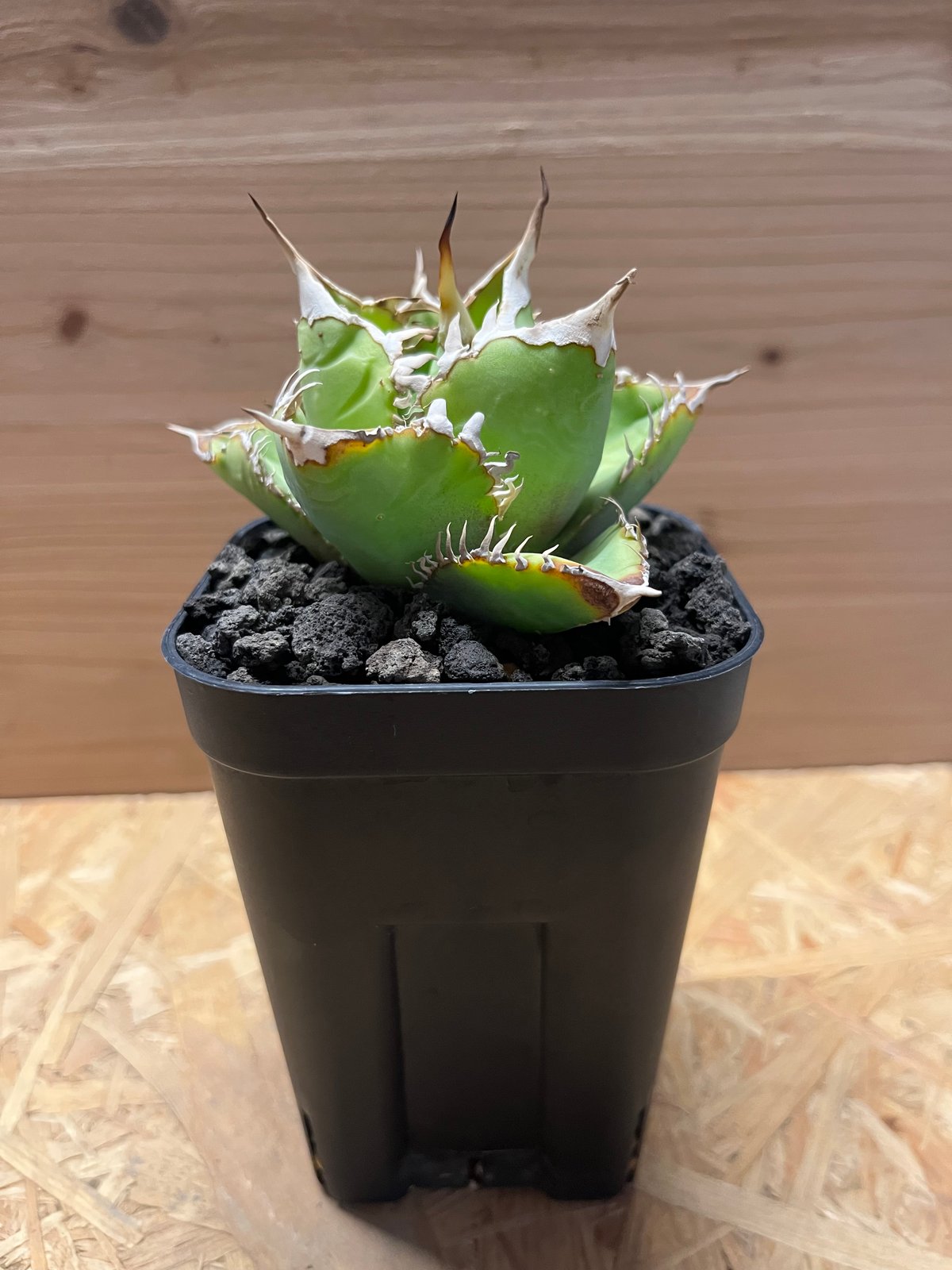 アガベ チタノタ イタリア 'NO NAME' | GREEN LUCK