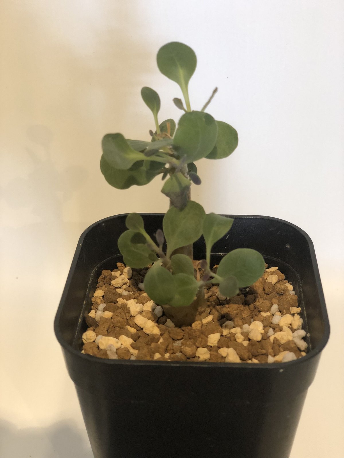 オトンナ トリプリネルビア | GREEN LUCK