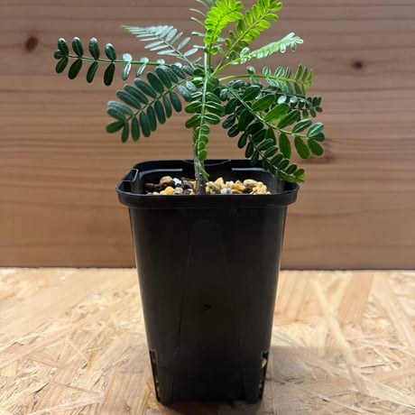 ブルセラミクロフィラ | STORES