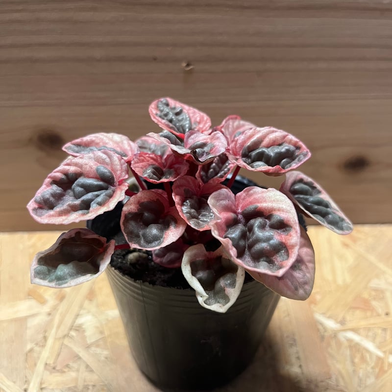 ペペロミア ストロベリークォーツ | GREEN LUCK