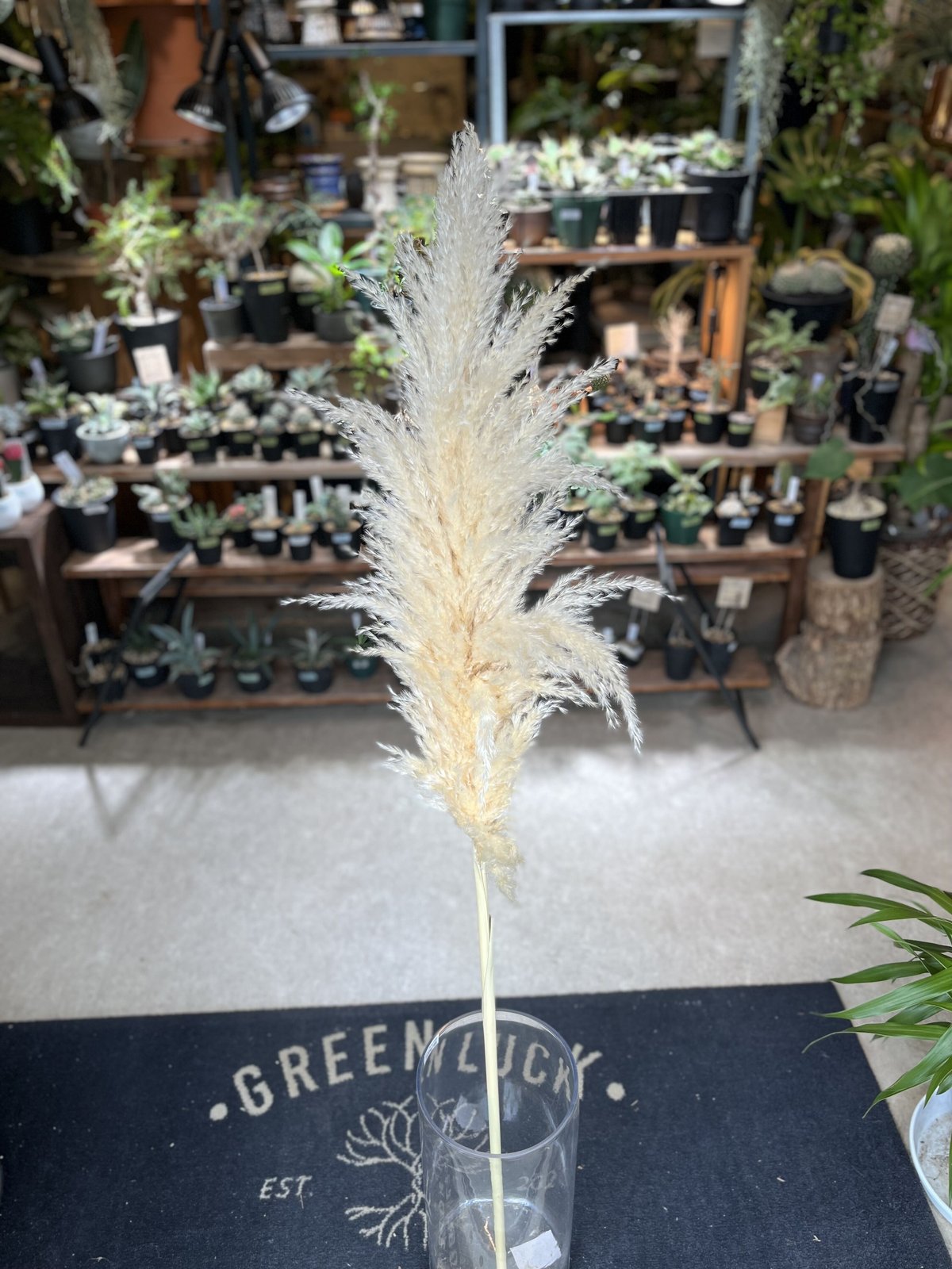ドライ パンパスグラス | GREEN LUCK