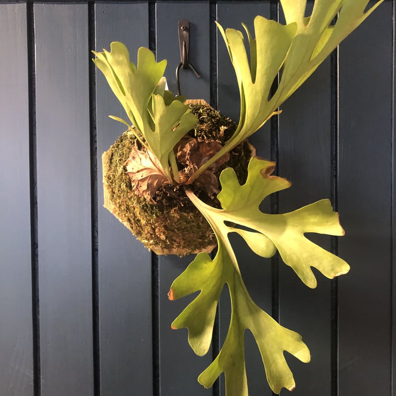 ビカクシダ リドレイ | GREEN LUCK