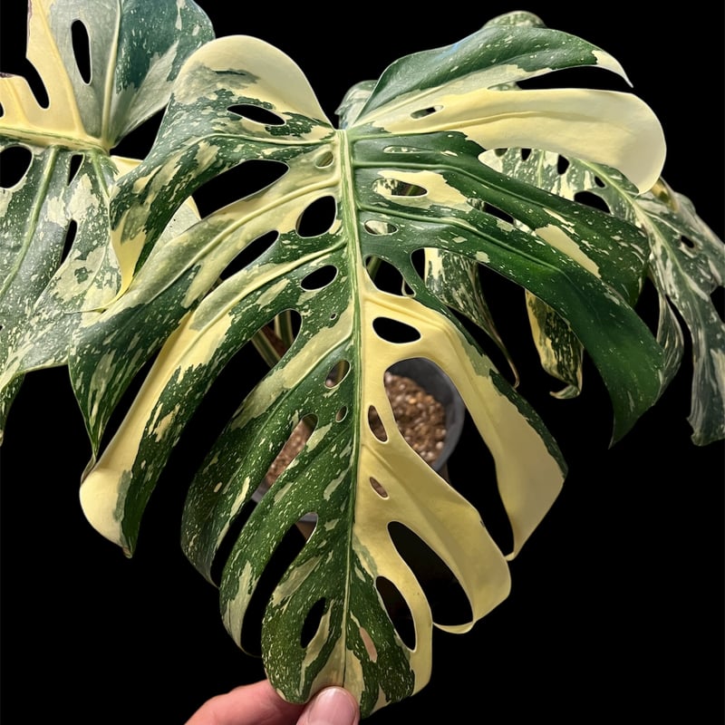 激レア‼️モンステラデリシオーサ‼️ピグスキン❣️ モンステラ デリシオーサ 'タイコンステレーション セレクト' | GREEN LUCK