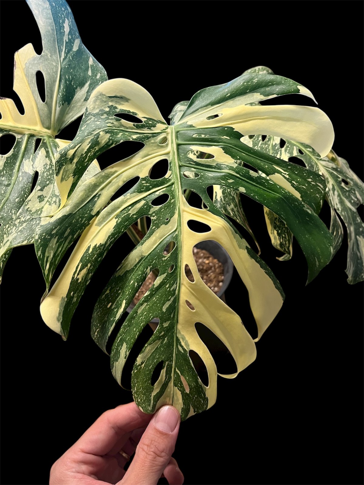 モンステラ デリシオーサ 'タイコンステレーション セレクト' | GREEN LUCK