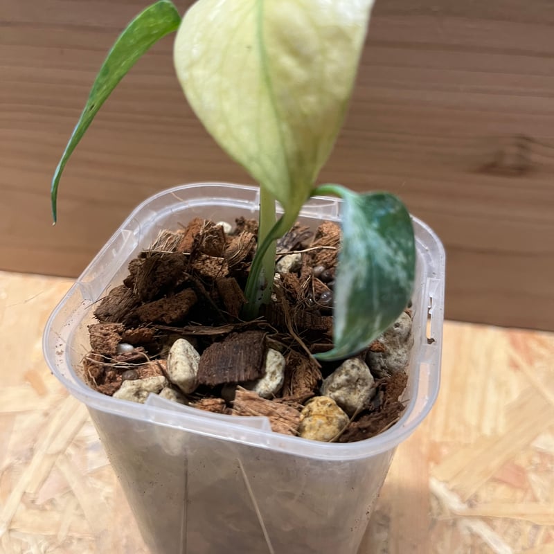 モンステラ斑入り デリシオーサ実生苗 15鉢セット モンステラ斑入り