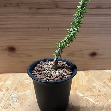 ケラリアナマクエンシス | STORES