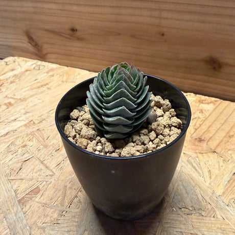 クラッスラ　キムナッキー
