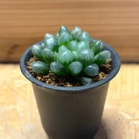 ハオルチア　紫オブツーサ
