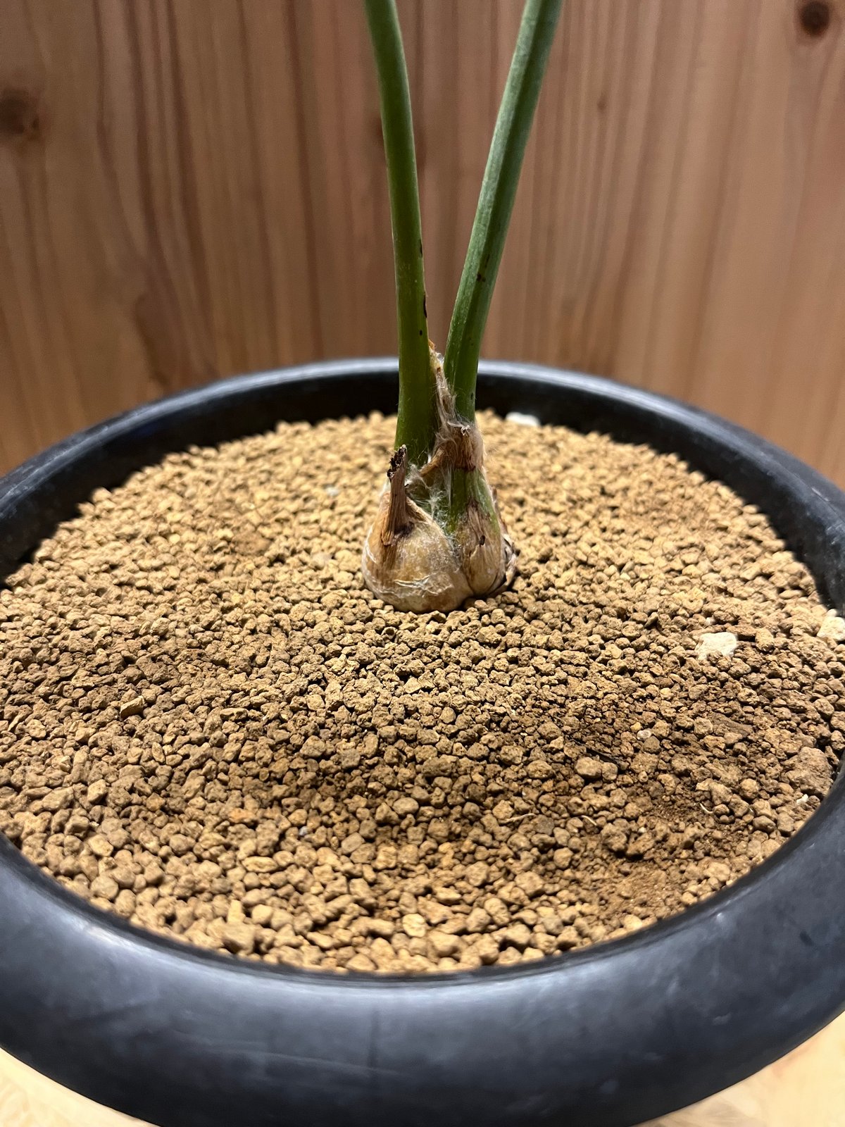 エンセファラルトス ホリダス | GREEN LUCK