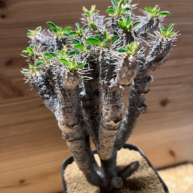 ユーフォルビア ギラウミニアナ 現地株 発根済み | GREEN LUCK