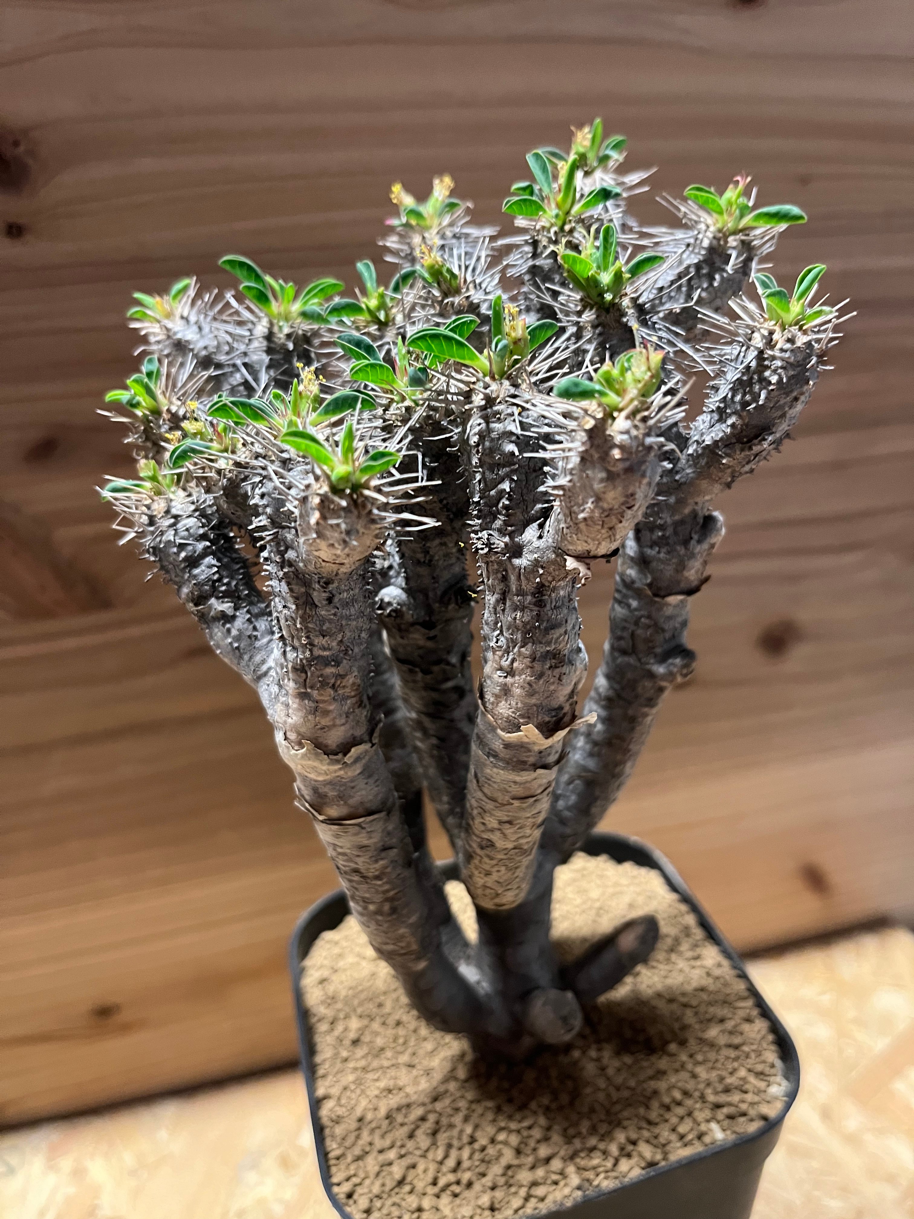 ユーフォルビア　ギラウミニアナ　中株　発根済み　花芽あり ユーフォルビア ギラウミニアナ 現地株 発根済み | GREEN LUCK