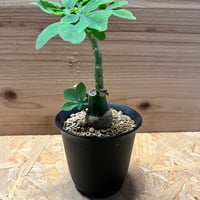 サイカス デバオエンシス | GREEN LUCK