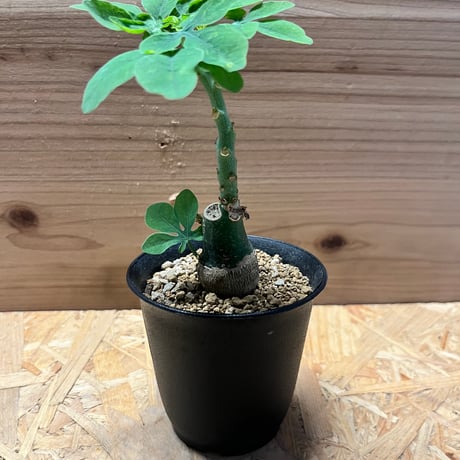 【現品】アデニア・エピガイア　アデニア　エピゲア　6号　２H番 imgrc0068031170.jpg
