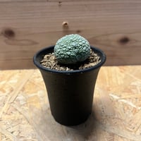 アガベ チタノタ 白鯨 lize園藝 | GREEN LUCK