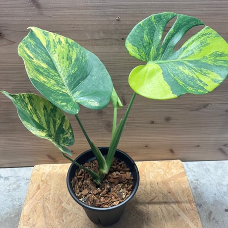 て*ち様 超鮮やか‼️モンステラデリシオーサ　 ライトライム　グリーン斑入り選抜 て*ち様 超鮮やか‼️モンステラデリシオーサ ライトライム グリーン