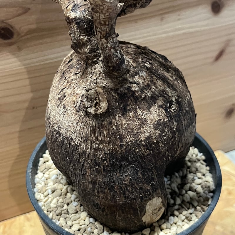 パキポディウム ビスピノーサム | GREEN LUCK