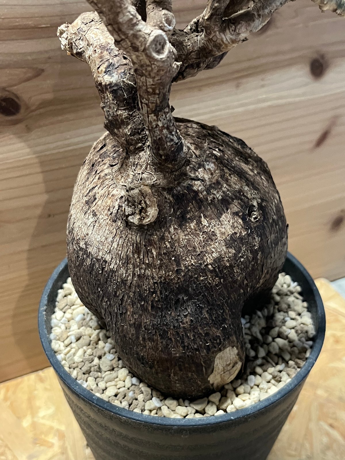 パキポディウム ビスピノーサム | GREEN LUCK