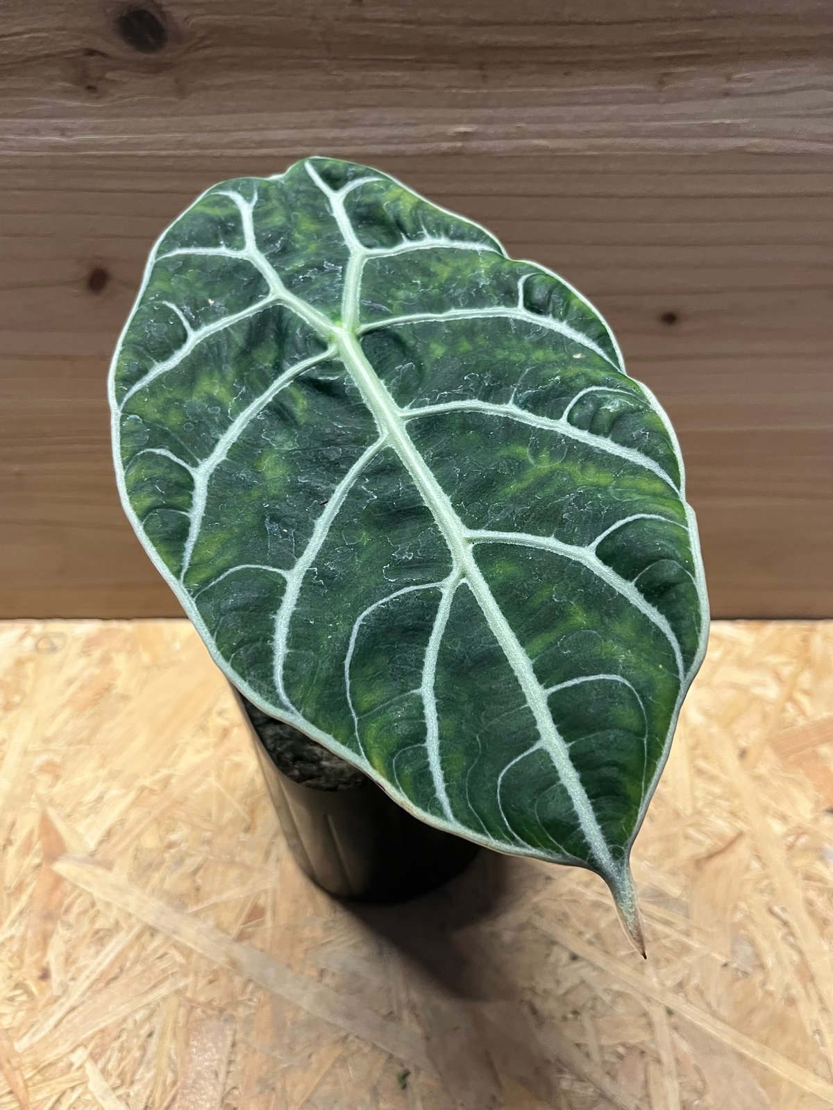 アロカシア ワトソニアナ スラウェシ | GREEN LUCK