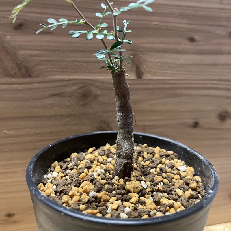 オペルクリカリア　パキプス　根差し オペルクリカリア パキプス 根差し | GREEN LUCK