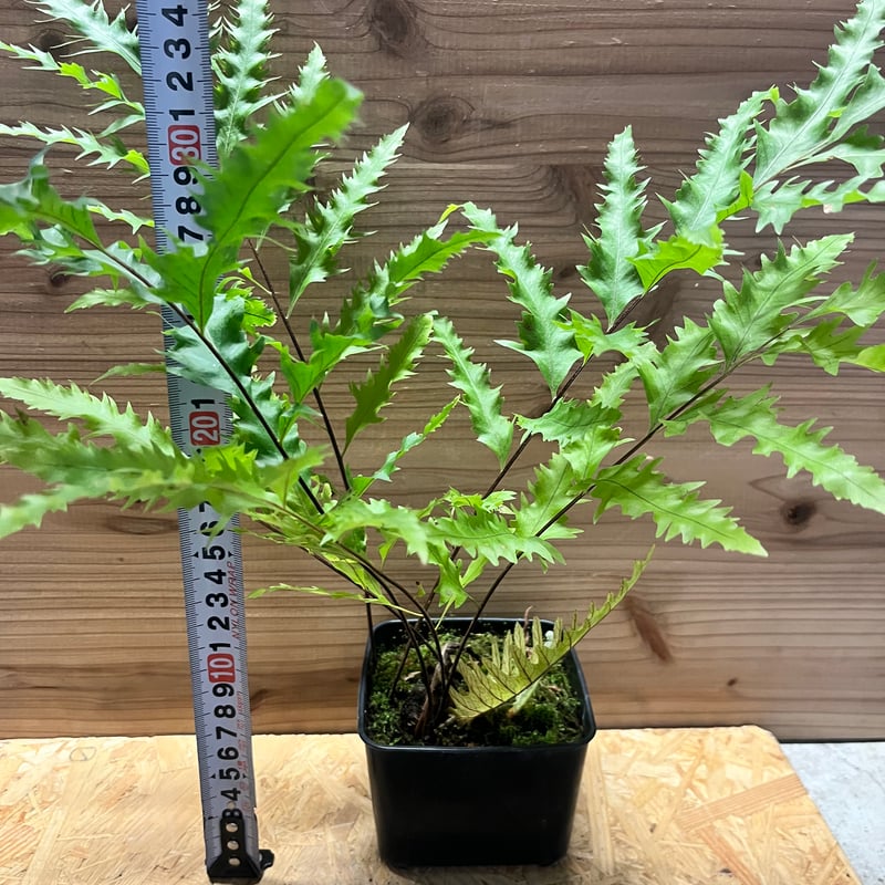 ドリナリア フロリダ 吊り シダ ドリナリア フロリダ 吊り シダ ドリナリア フロリダ | GREEN LUCK