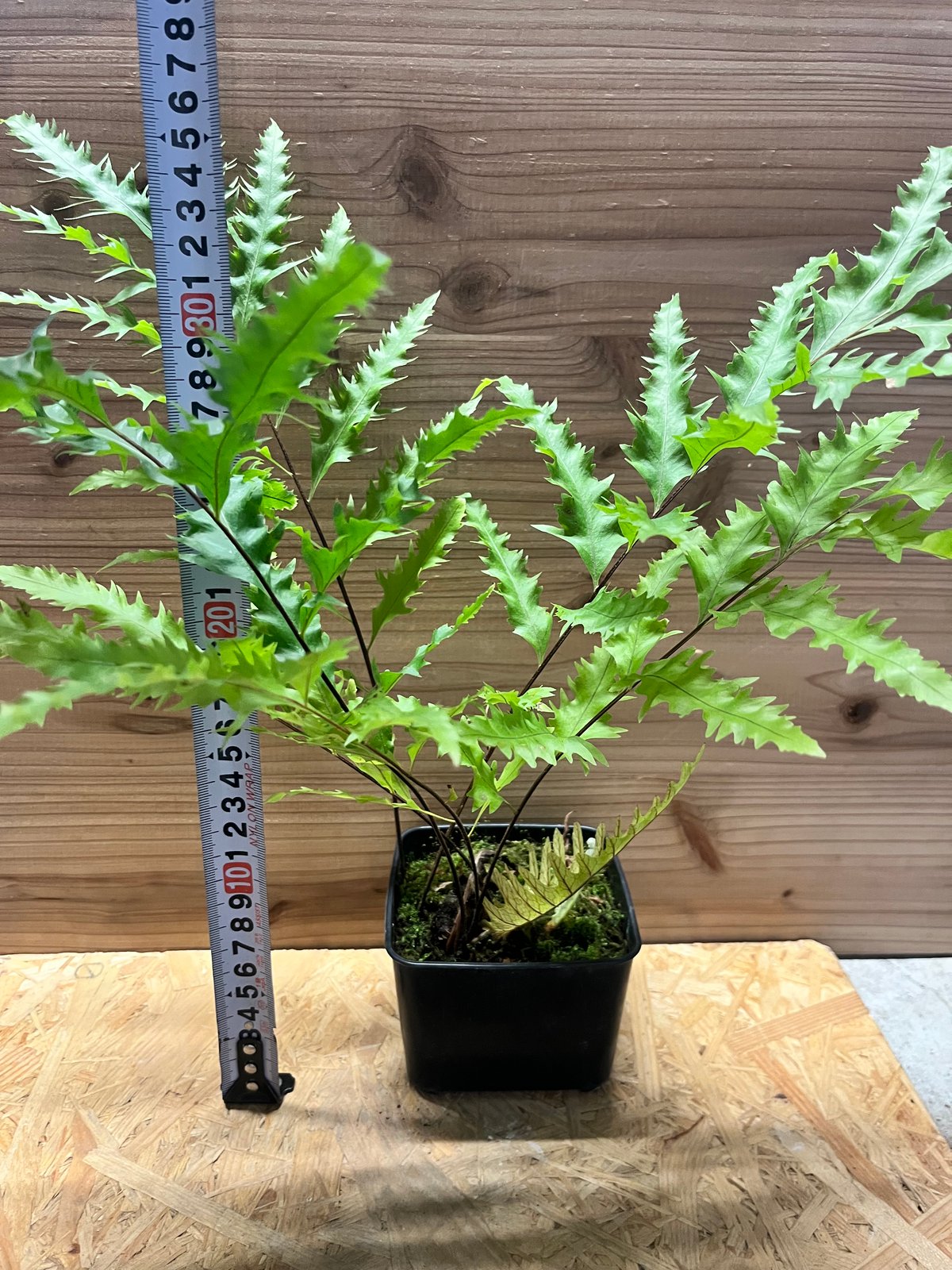 ドリナリア フロリダ | GREEN LUCK