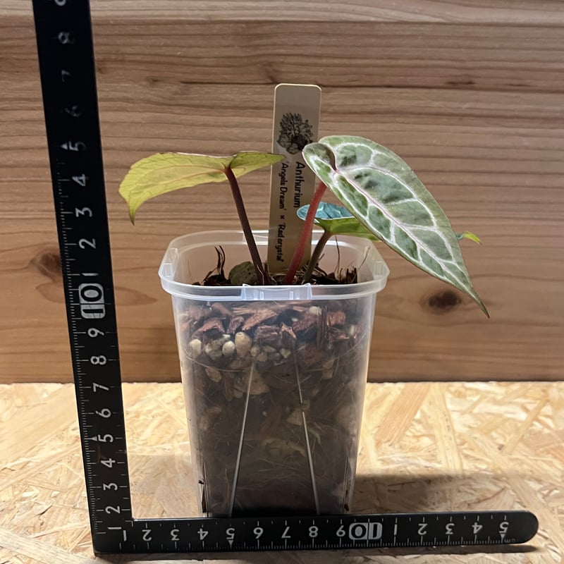 アンスリウム エンジェルズドリーム×レッドクリスタリナム