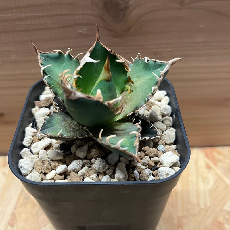 アガベ チタノタ レッドキャットウィーズル 'デニス産ゴリ猫' | GREEN LUCK