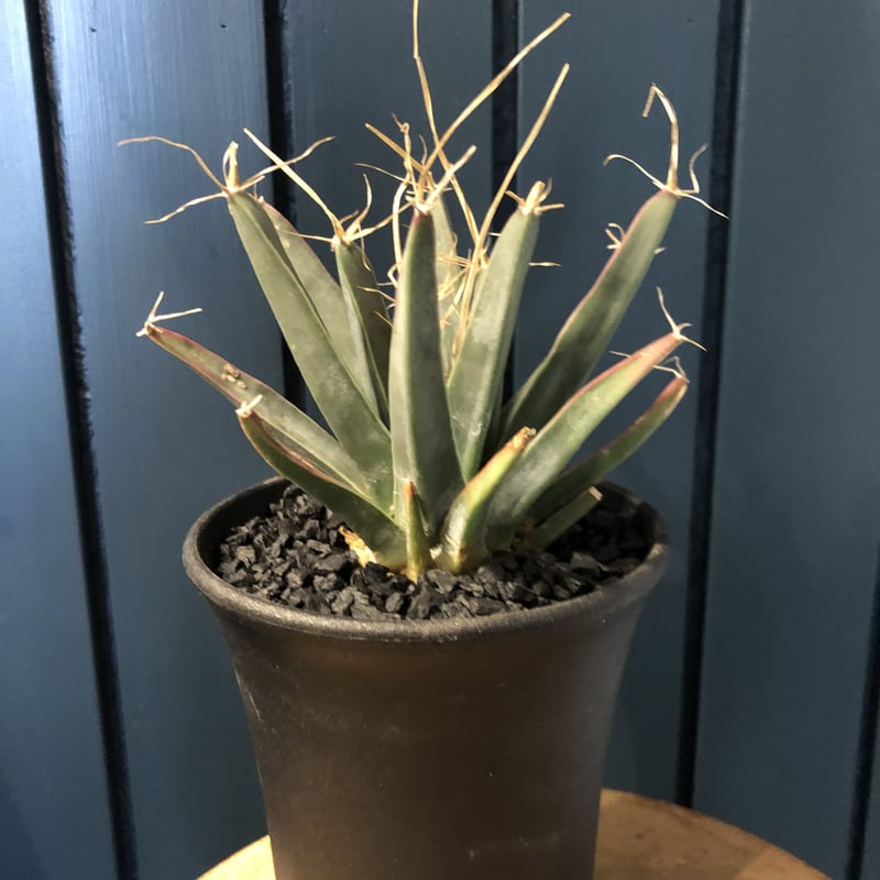 レウクテンベルギア 晃山 | GREEN LUCK