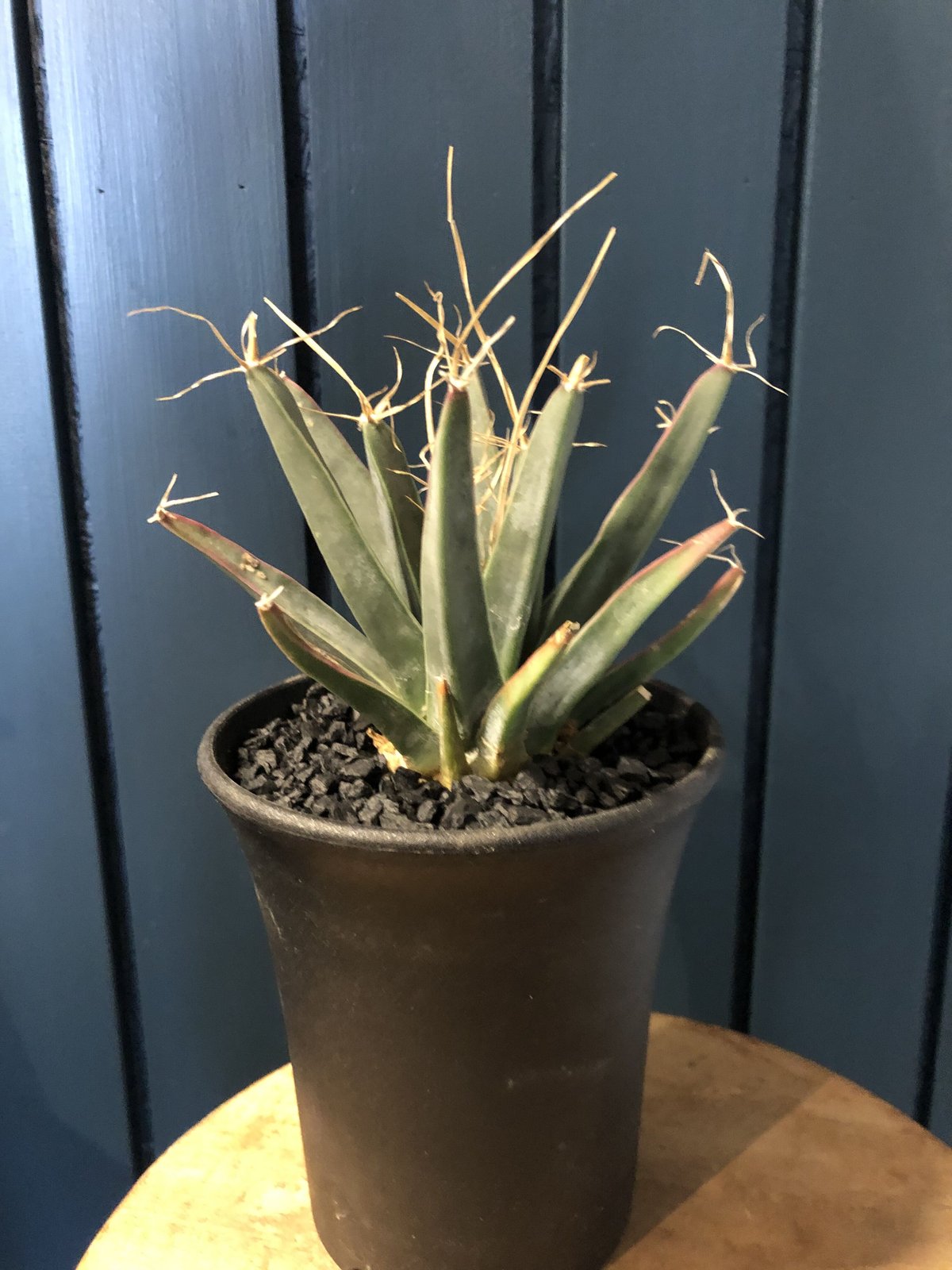 レウクテンベルギア 晃山 | GREEN LUCK