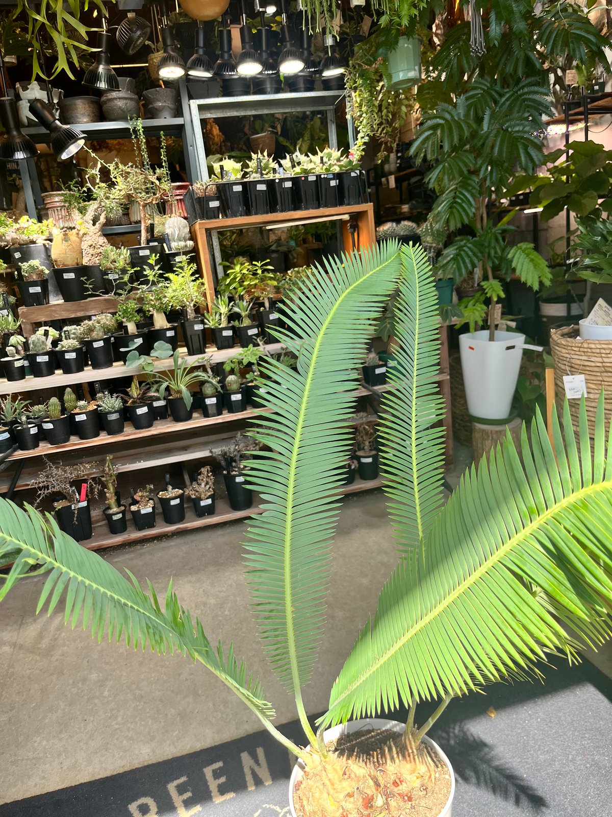 ディオーン エデュレ 2頭 | GREEN LUCK