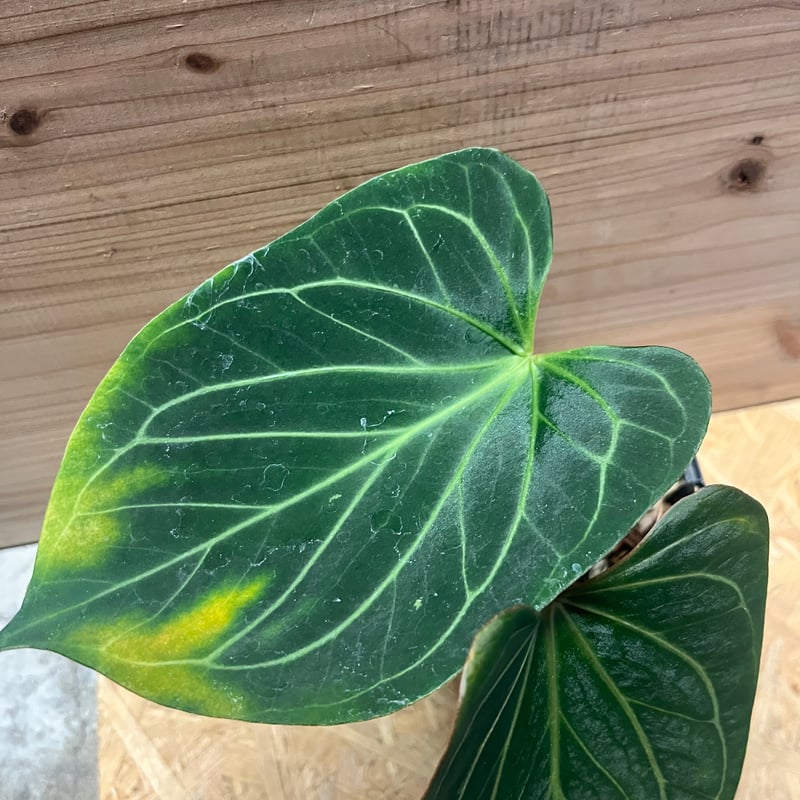 アンスリウム 'キングオブスペード' | GREEN LUCK