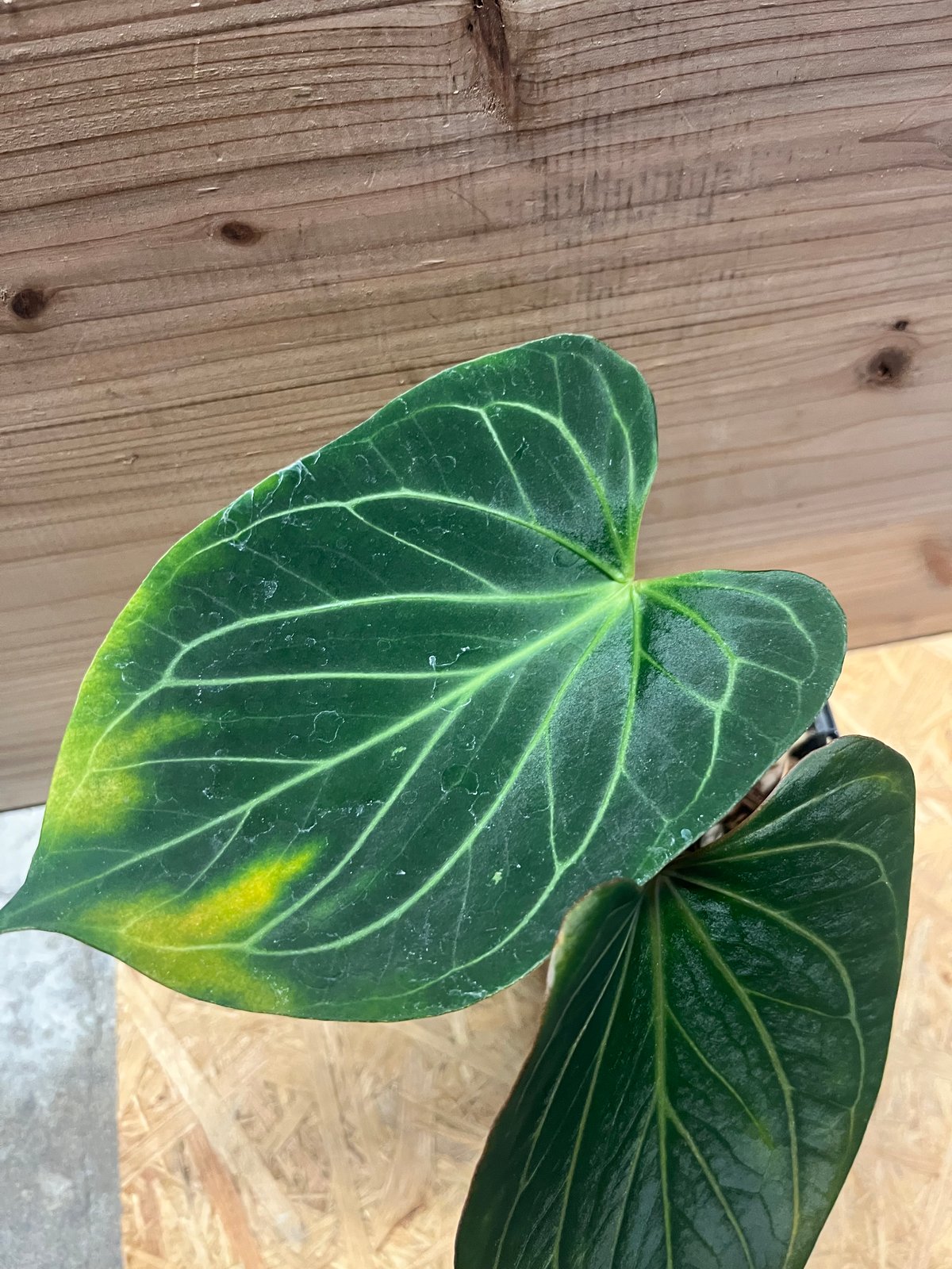 アンスリウム 'キングオブスペード' | GREEN LUCK