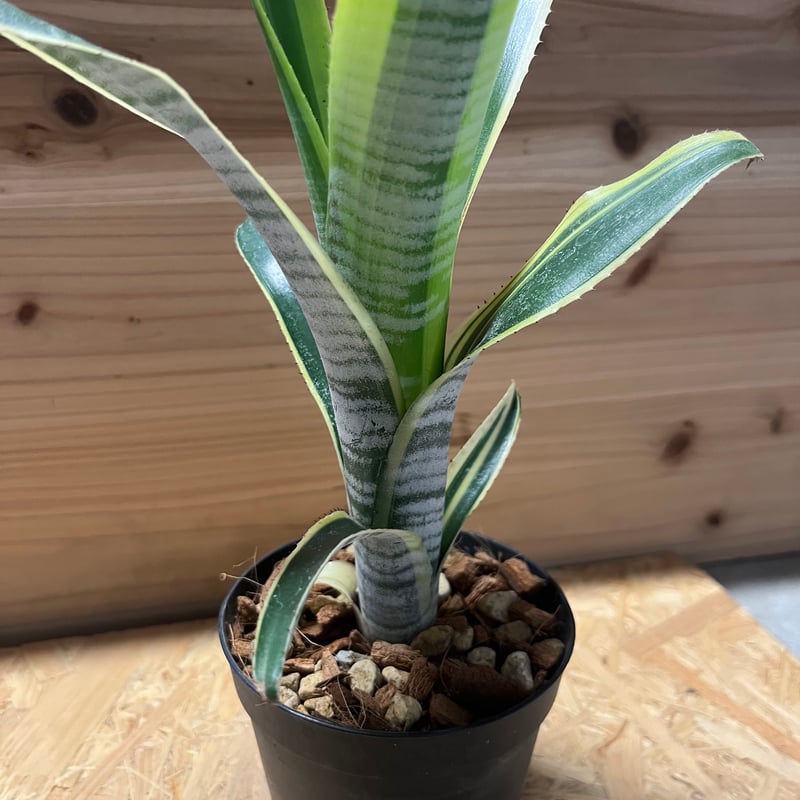 ビルベルギア ビッタータ ラルフグラハムフレンチ | GREEN LUCK