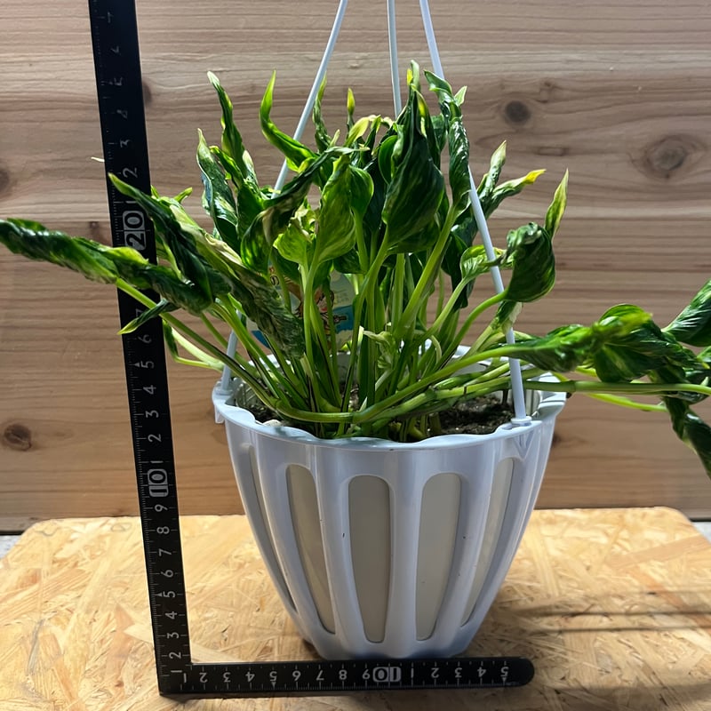 ポトス テルノサンシャイン | GREEN LUCK