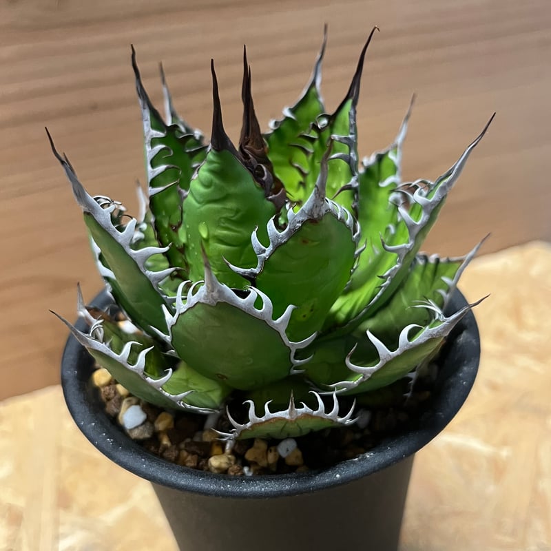 アガベ ホリダ | GREEN LUCK