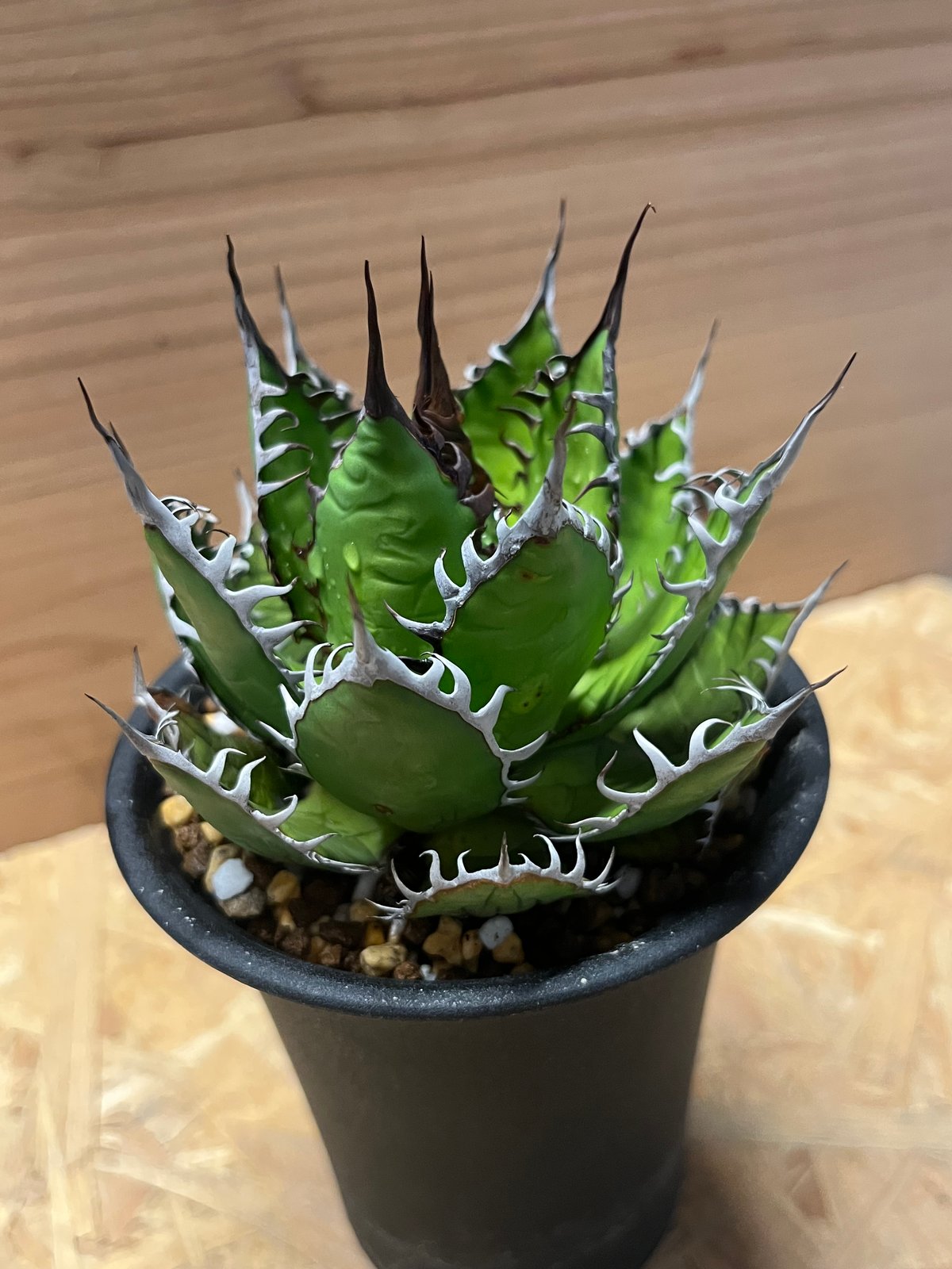 アガベ ホリダ | GREEN LUCK